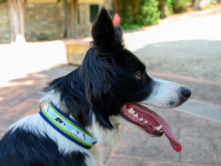 I dog shopping: il benessere a quattro zampe
