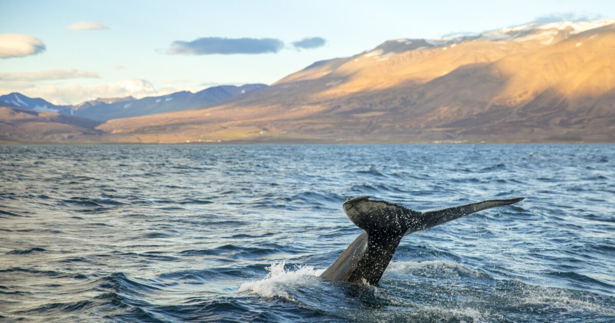 8 vacaciones para descubrir las maravillas de la naturaleza