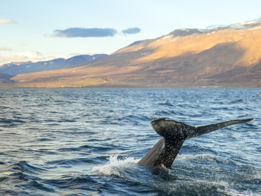 Whale Watching Islanda