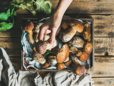 Funghi: proprietà, controindicazioni, calorie e valori nutrizionali