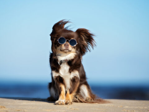 Giornata Mondiale del Cane: con loro vince il buonumore