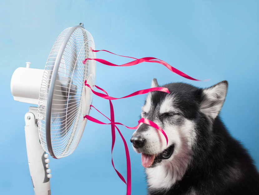 rinfrescare il cane in estate
