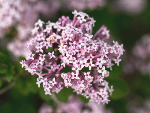 Valeriana: tutti i benefici della pianta amica del sonno che aiuta contro l'ansia