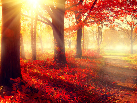 Frasi su Ottobre: citazioni, aforismi e poesie divertenti e celebri per inizio e fine mese