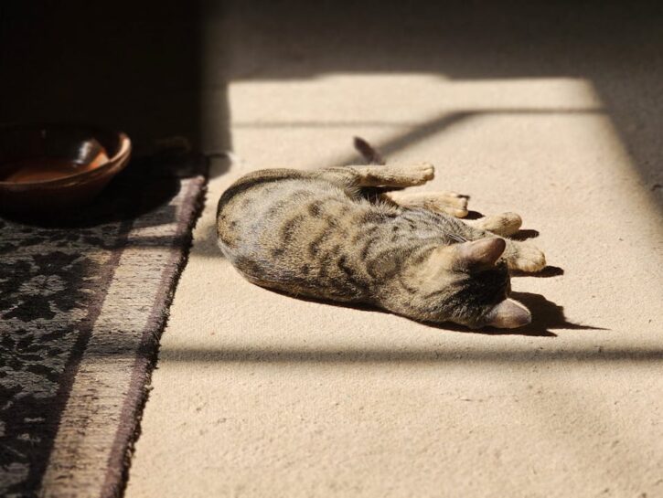 Come capire se un gatto si sente solo