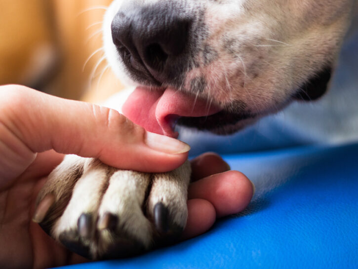 Bio Pet Store: il benessere olistico a 4 zampe passa per la Natura