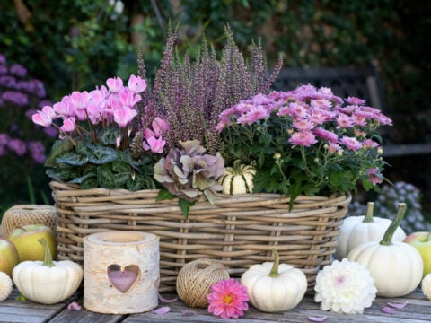 Fiori autunnali: 10 piante fiorite per il balcone a settembre