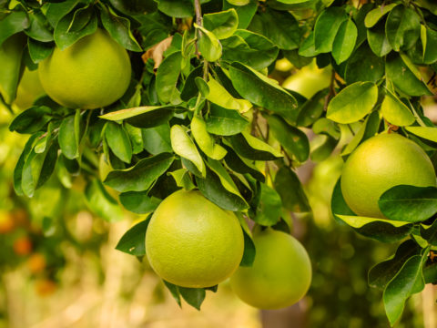 Che cos’è il pomelo, come si mangia e perché fa bene