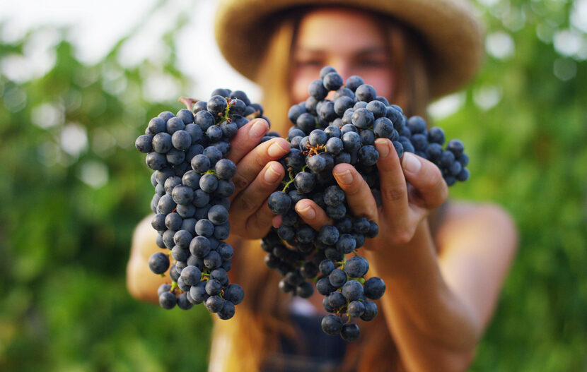 vendemmia autunno 2019