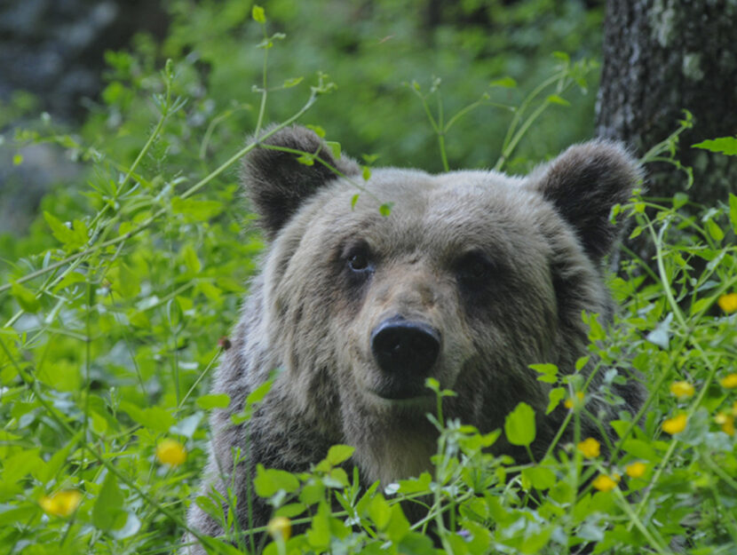 orso bruno marsicano