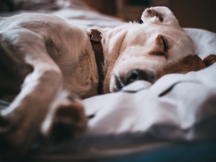 Come insegnare al cane a  non salire sul letto