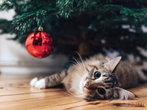 Come fare un albero di Natale con un gatto in casa