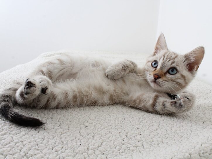 Cosa fare se trovi un gatto smarrito