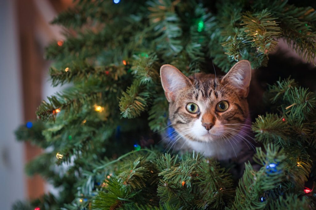 un gatto sbuca da un albero di natale