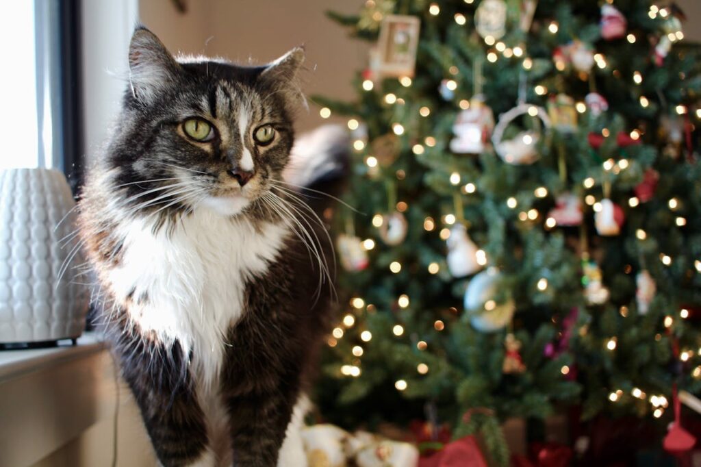 gatto con un albero di natale sullo sfondo