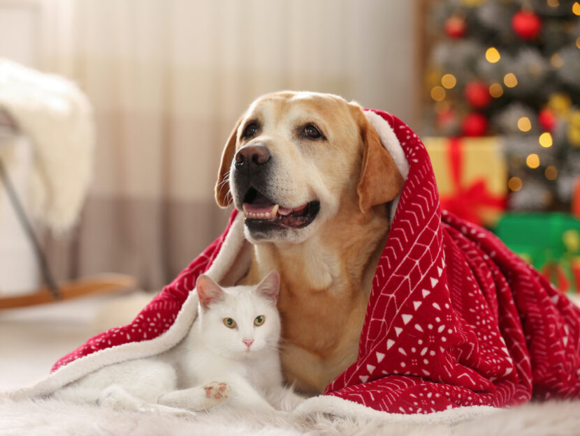 Regali Di Natale Per Cani.Regali Di Natale 2019 Per Cani E Gatti Idee Regalo Per Chi Ha Animali