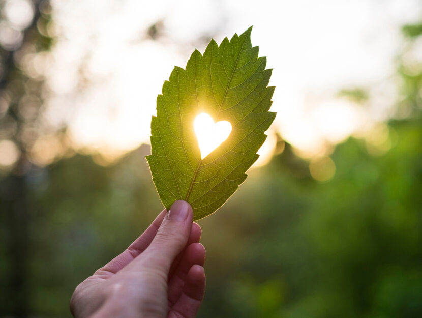 Foglia con cuore: San Velentino ecosostenibile