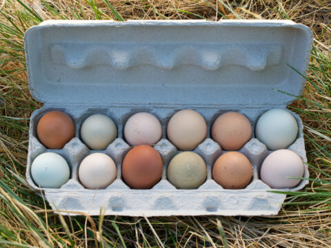 Uova colorate: da dove arrivano e perché sono diverse