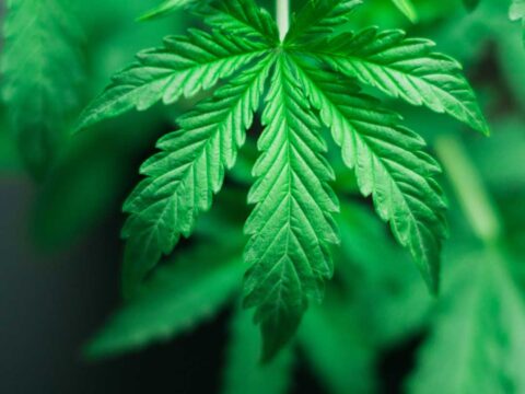 Coltivare la cannabis in casa è reato
