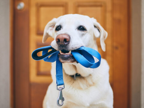 Dimagrire camminando con il cane: il programma di dog walking