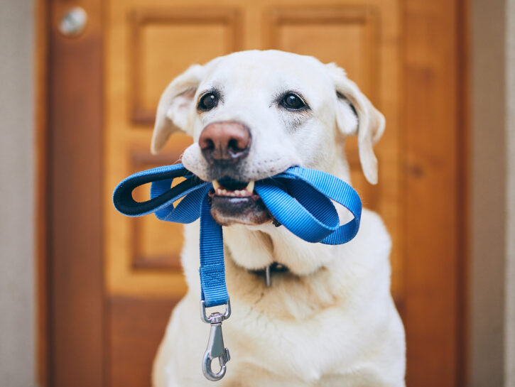 Dimagrire camminando con il cane: il programma di dog walking