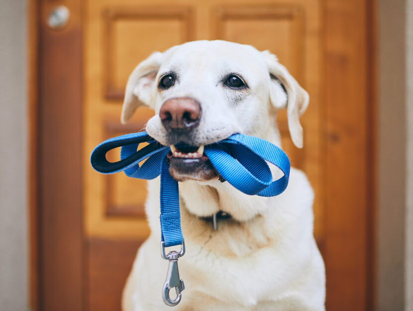 Dimagrire uscendo a passeggiare con il cane