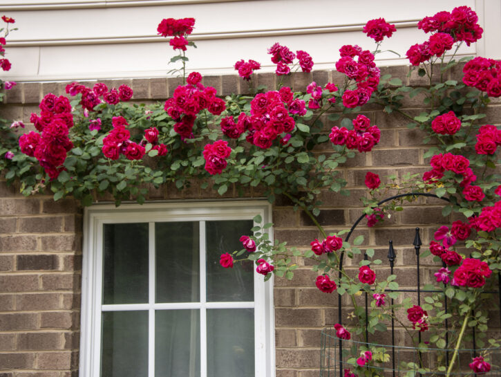 Come propagare le rose rampicanti