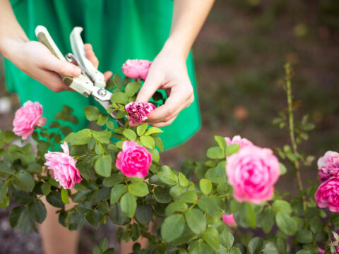 Rosa, la più amata