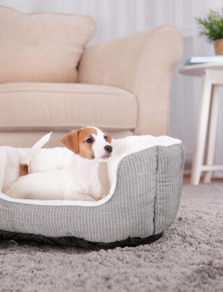 Casa pet friendly: le cose da avere se è in arrivo un cucciolo