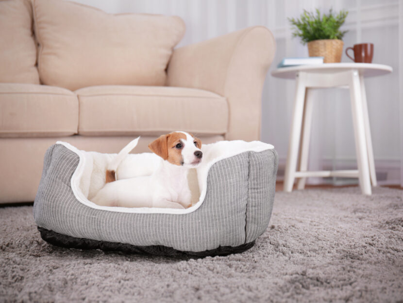 Accessori Per Cani E Gatti Da Avere A Casa Cosa Comprare Quando Si Prende Un Cucciolo Donna Moderna