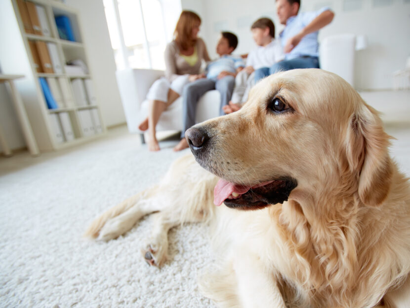 Cane tappeto famiglia divano casa