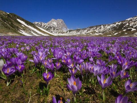 Spettacolare primavera! Ecco i giardini fioriti e le fioriture più belle d'Italia