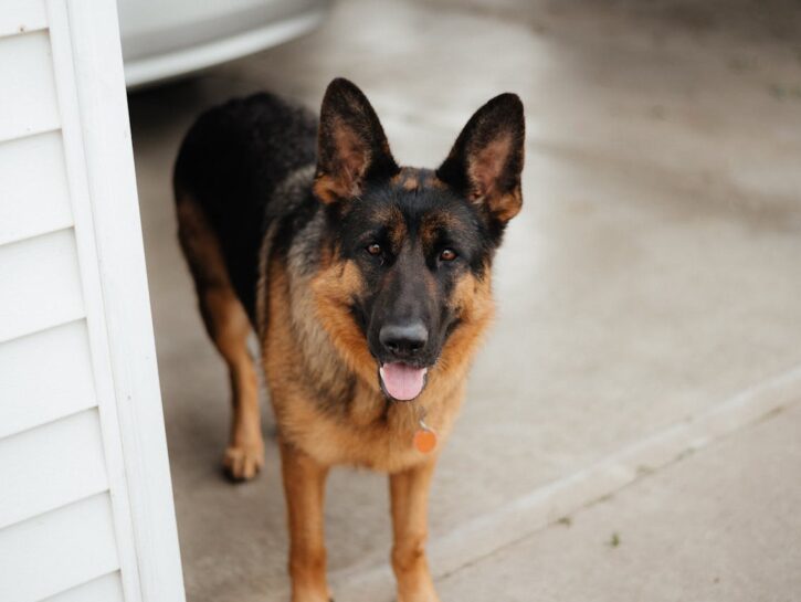 Come lavare i denti al cane con il bicarbonato