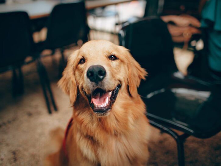 Come mettere il collirio al cane