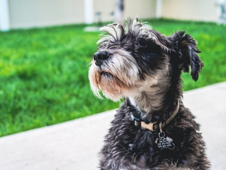 Come incidere una medaglietta per cani