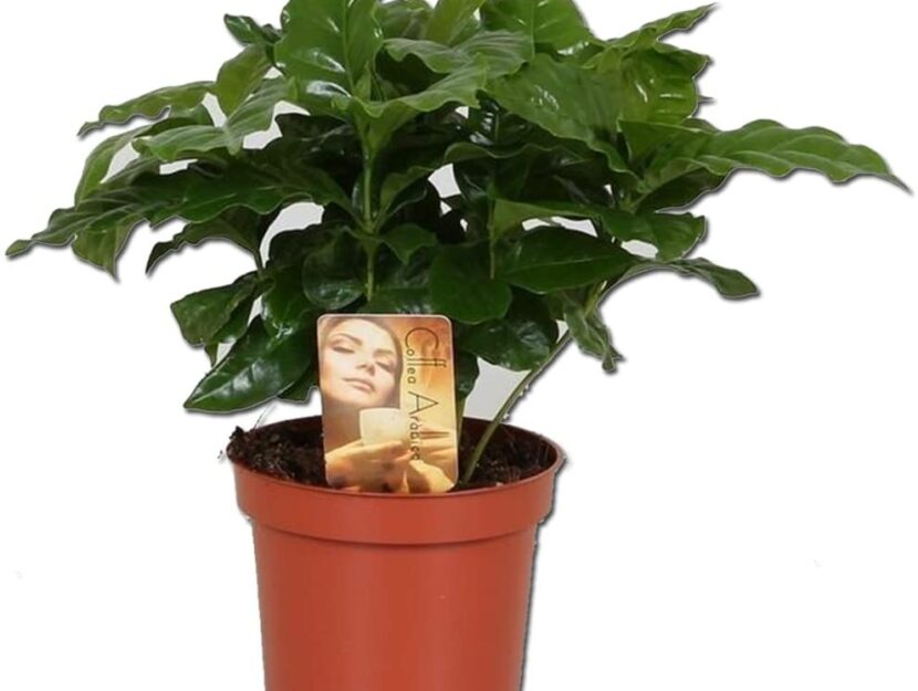 Migliori piante da regalare Donna Moderna