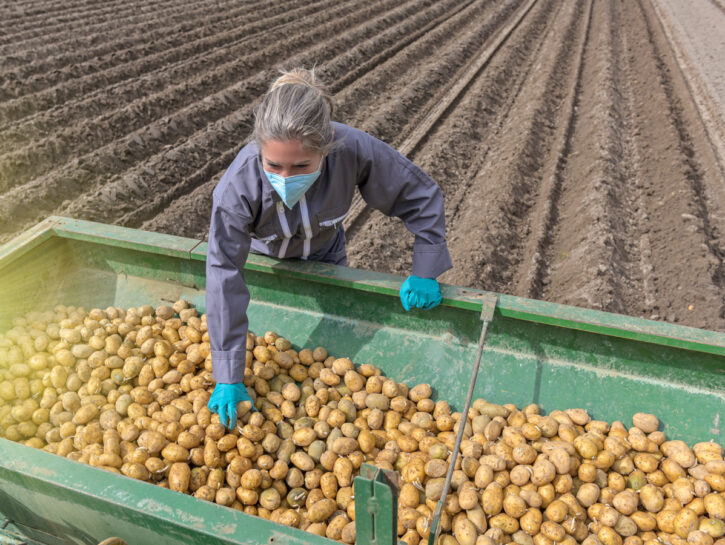 Se scarseggia la manodopera per l'agricoltura