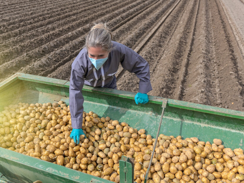 Agricoltura donna patate camion