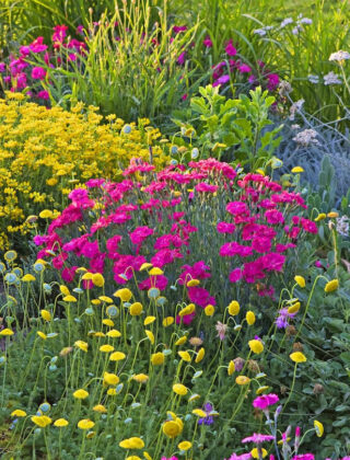 Xeriscaping, i giardini del futuro crescono con poca acqua