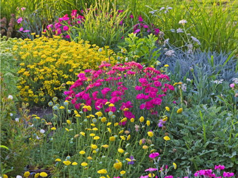 Xeriscaping, i giardini del futuro crescono con poca acqua