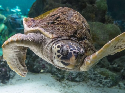 I bioparchi d’Italia riaprono le porte