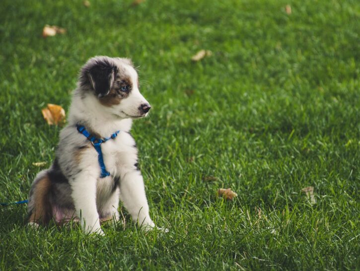 Come svezzare una cucciolata di cani