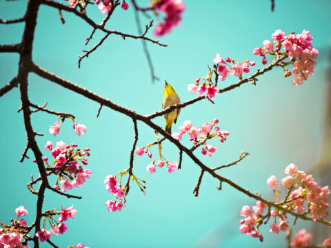 Il senso della vita è in un fiore di ciliegio