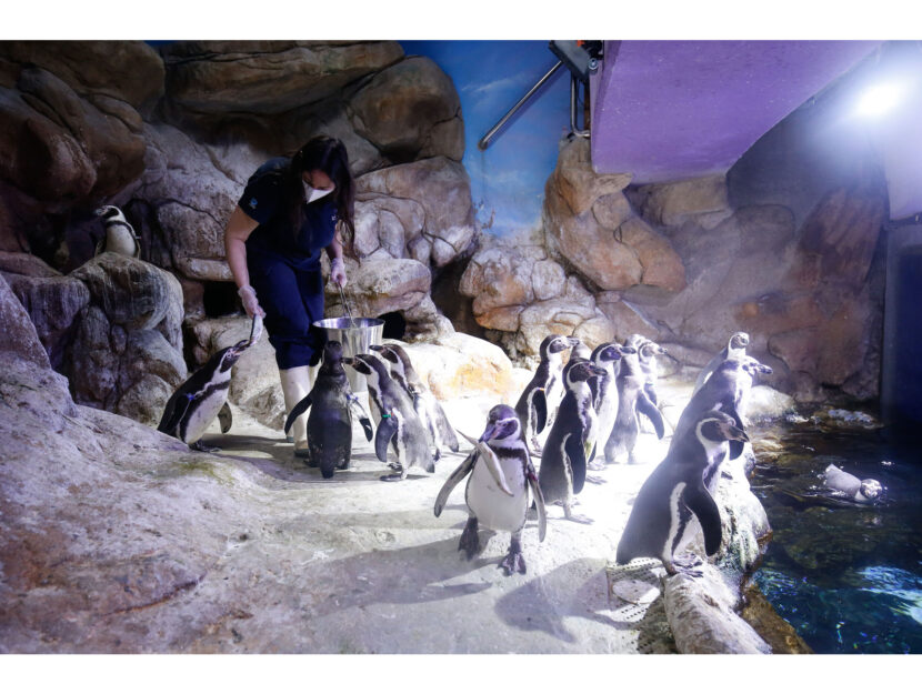 Una biologa marina assiste una colonia di pinguini di Humboldt che vive nell’acquario di Barcellon