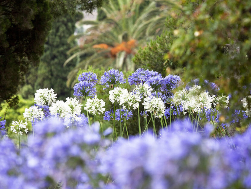 Fiori agapanti di Villa Pergola