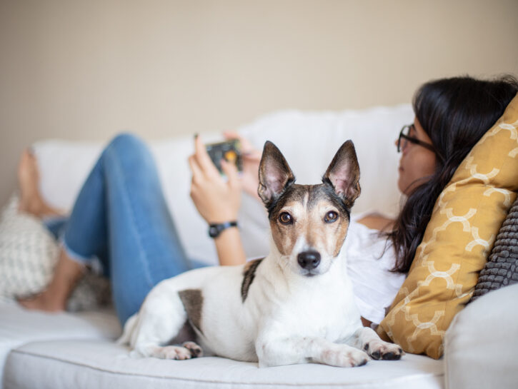 5 comportamenti che il tuo cane odia