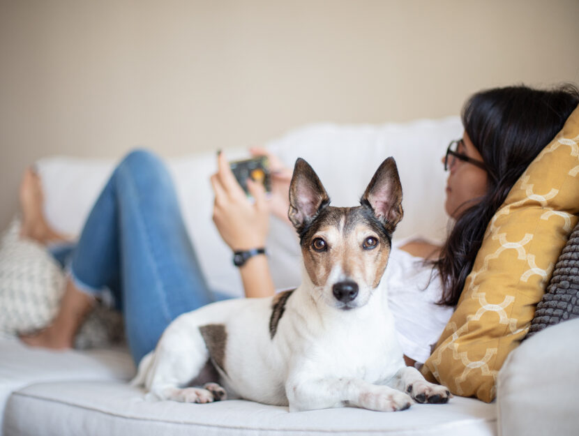 Cosa capiscono i cani degli umani