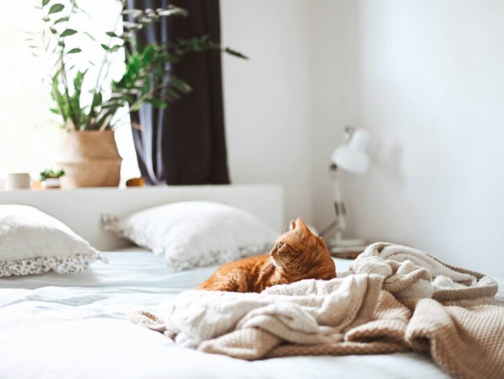 Come abituare il gatto alla nuova casa