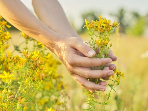 Usi e benefici dell'olio di iperico