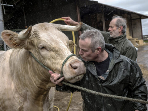 Adottare una mucca conviene